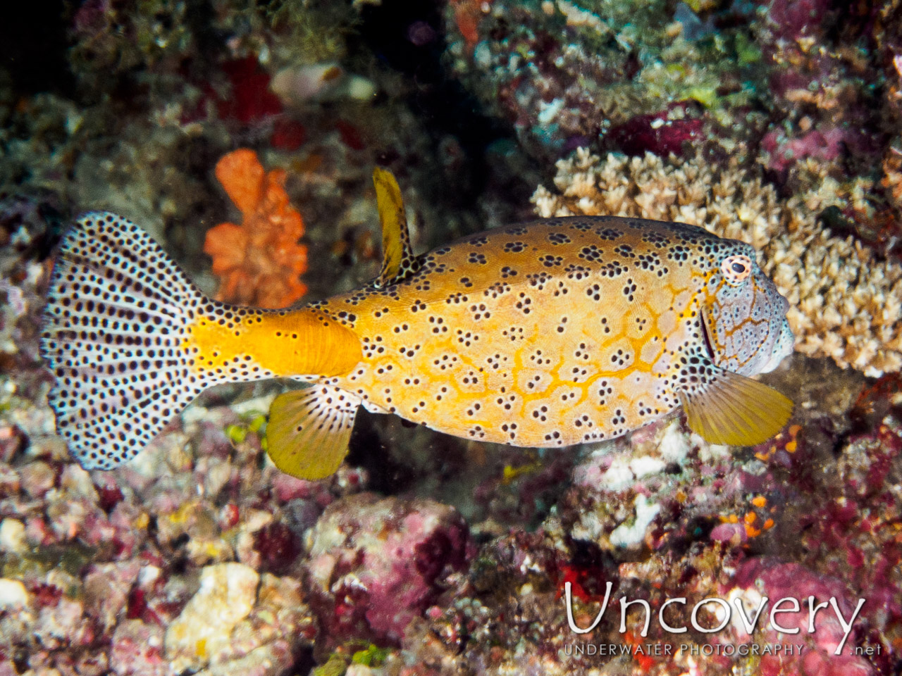 Yellow Boxfish (ostracion Cubicus), photo taken in Maldives, Male Atoll, South Male Atoll, Helmuth Reef