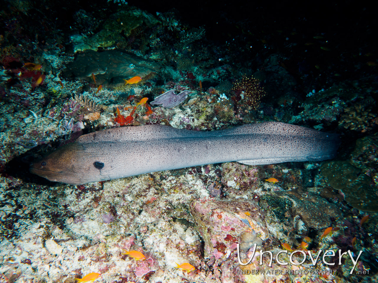 Moray, photo taken in Maldives, Male Atoll, South Male Atoll, Helmuth Reef