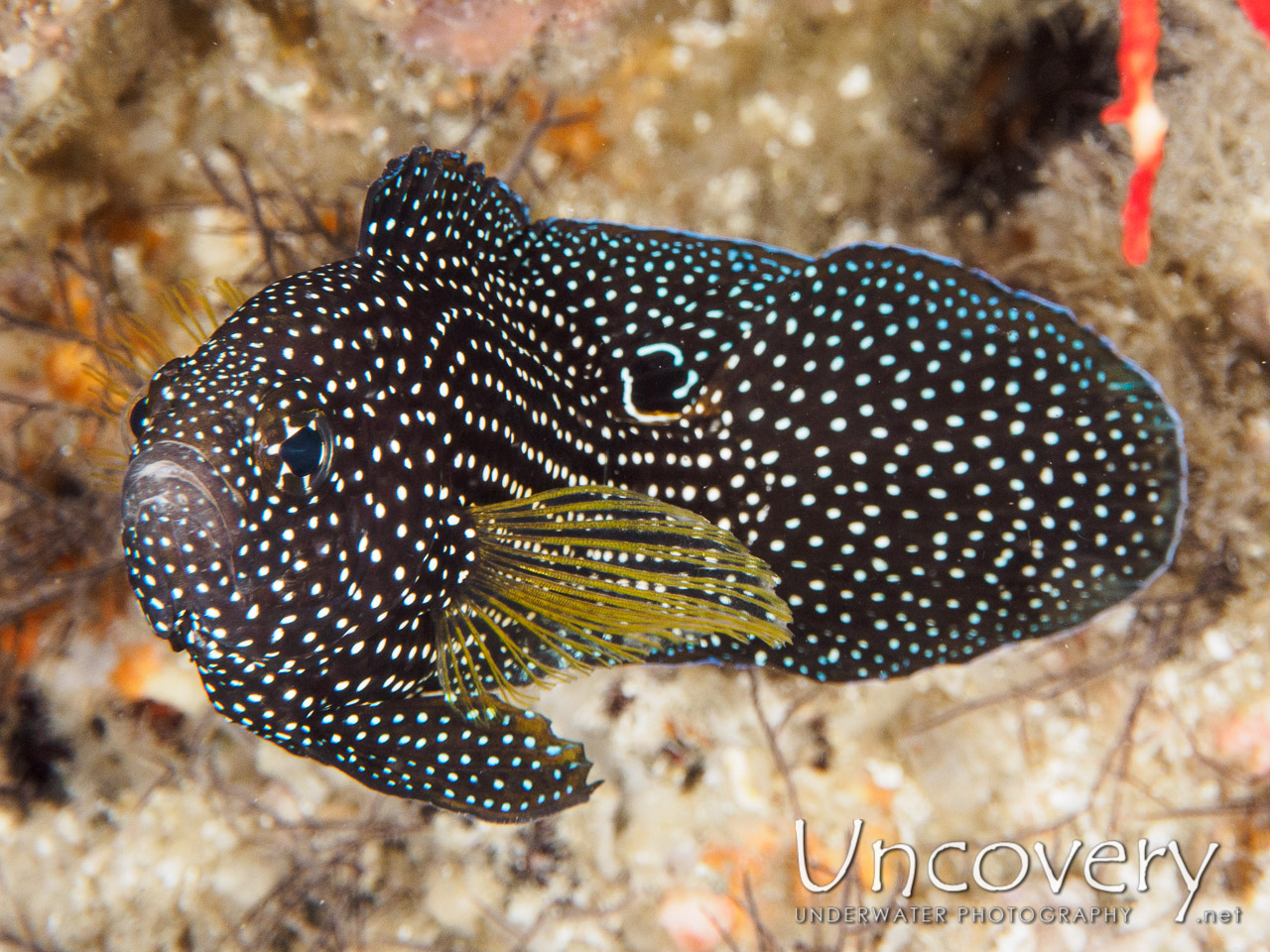 Comet Longfin (calloplesiops Altivelis), photo taken in Maldives, Male Atoll, South Male Atoll, Helmuth Reef