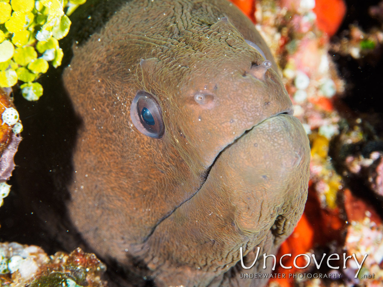 Giant Moray (gymnothorax Javanicus), photo taken in Maldives, Male Atoll, South Male Atoll, Helmuth Reef