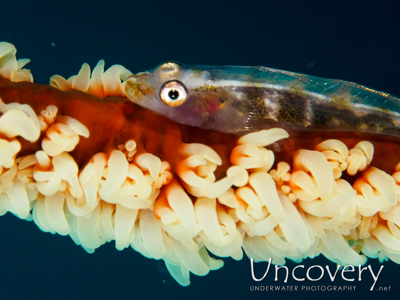 Whip Coral Goby (bryaninops Yongei), photo taken in Maldives, Male Atoll, South Male Atoll, Helmuth Reef