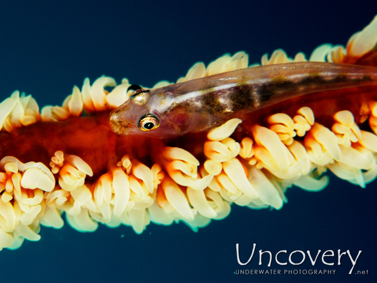 Whip Coral Goby (bryaninops Yongei), photo taken in Maldives, Male Atoll, South Male Atoll, Helmuth Reef