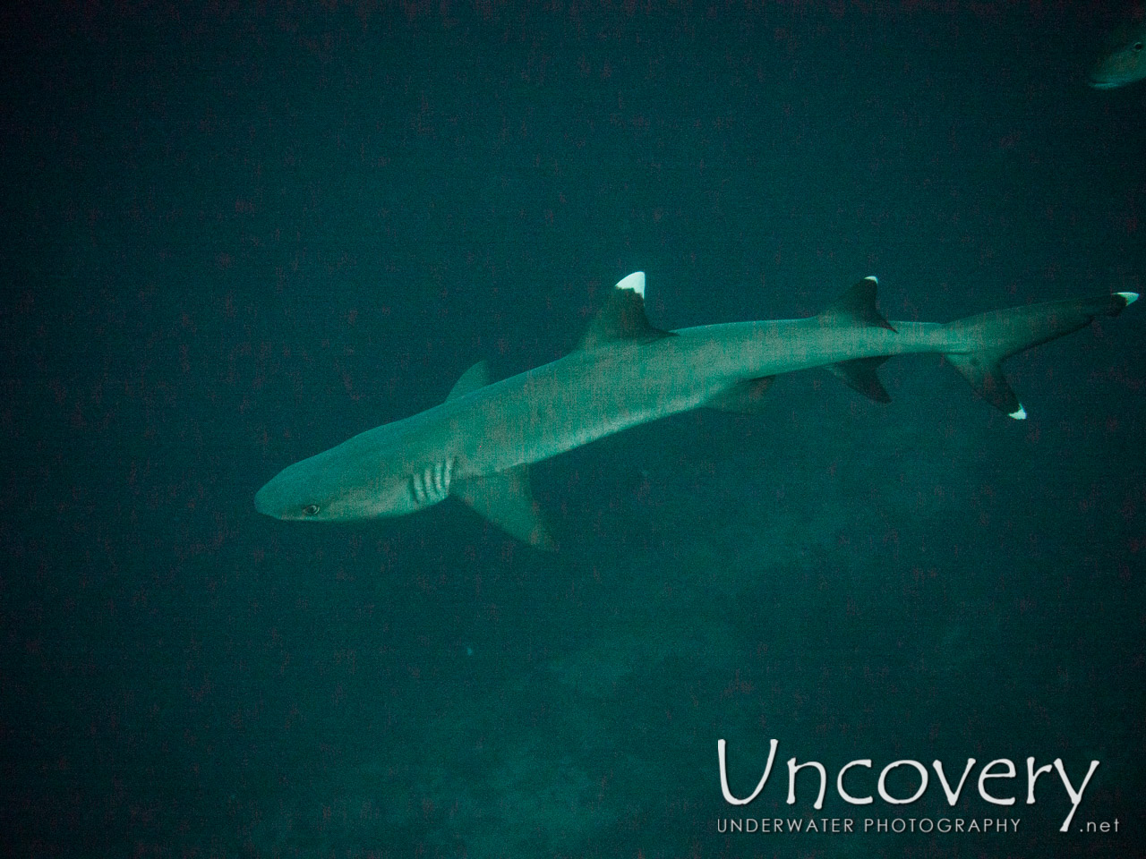 White Tip Reefshark (triaenodon Obesus) shot in Maldives|Male Atoll|South Male Atoll|Vadhoo Caves