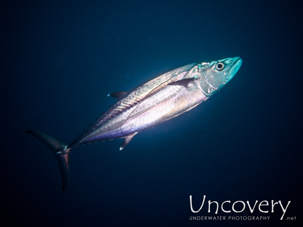 Dogtooth Tuna (gymnosarda Unicolor) shot in Maldives|Male Atoll|South Male Atoll|Vadhoo Caves