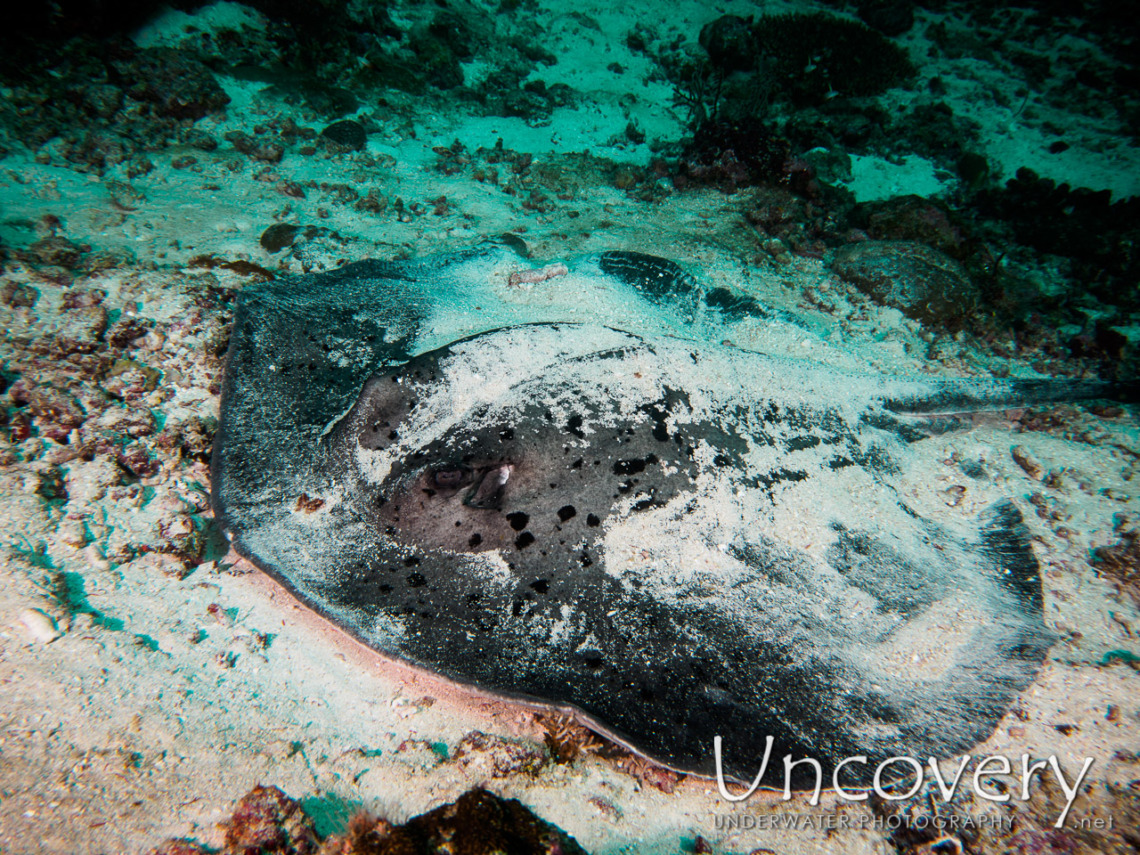 Stingray shot in Maldives|Male Atoll|South Male Atoll|Emboodhoo Corner