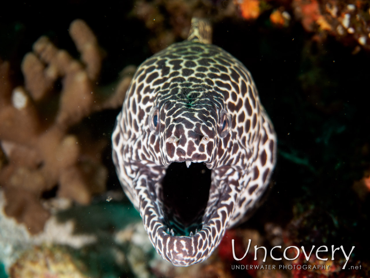 Honeycomb Moray (gymnothorax Favagineus) shot in Maldives|Male Atoll|South Male Atoll|Emboodhoo Corner