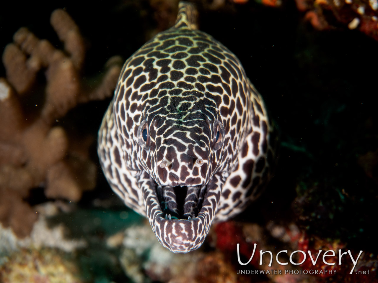 Spotted Moray (gymnothorax Isingteena) shot in Maldives|Male Atoll|South Male Atoll|Emboodhoo Corner