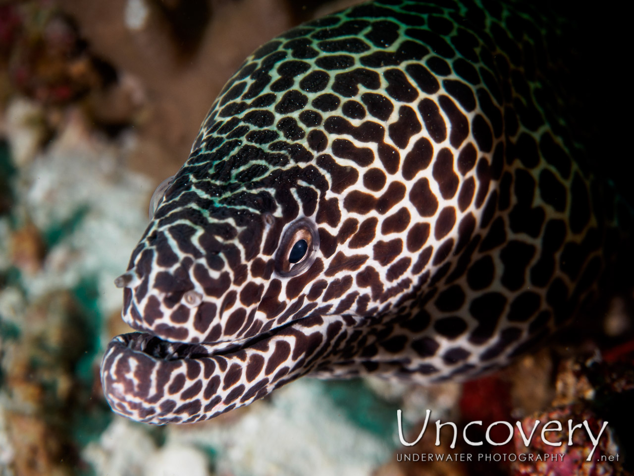 Spotted Moray (gymnothorax Isingteena) shot in Maldives|Male Atoll|South Male Atoll|Emboodhoo Corner