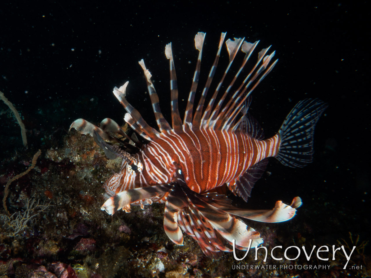 Devil Firefish (pterois Miles) shot in Maldives|Male Atoll|South Male Atoll|Emboodhoo Corner