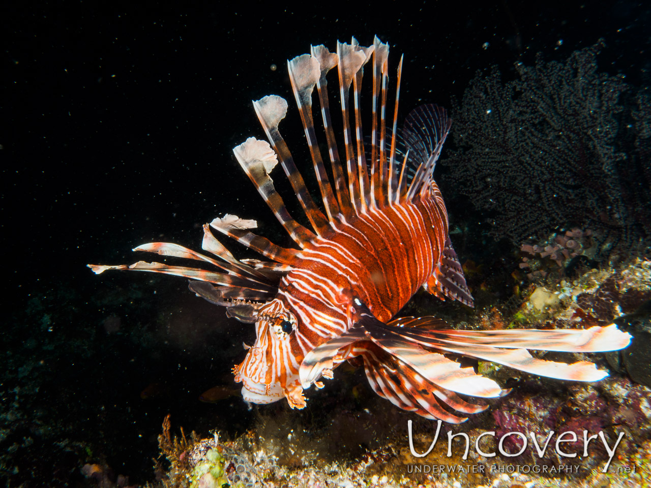 Devil Firefish (pterois Miles) shot in Maldives|Male Atoll|South Male Atoll|Emboodhoo Corner