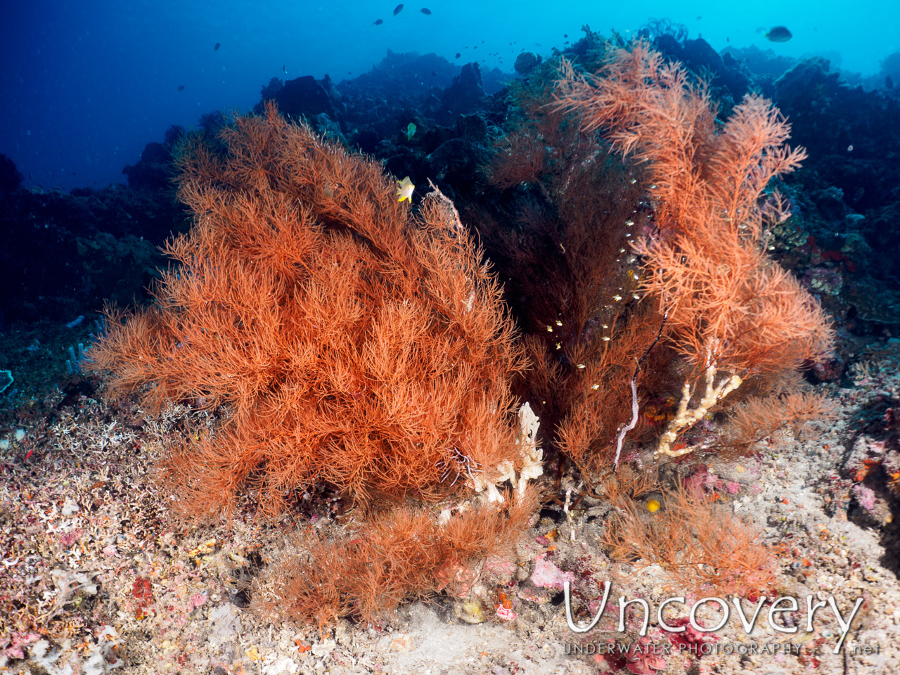 Coral shot in Indonesia|Bali|Tulamben|Batu Kelebit