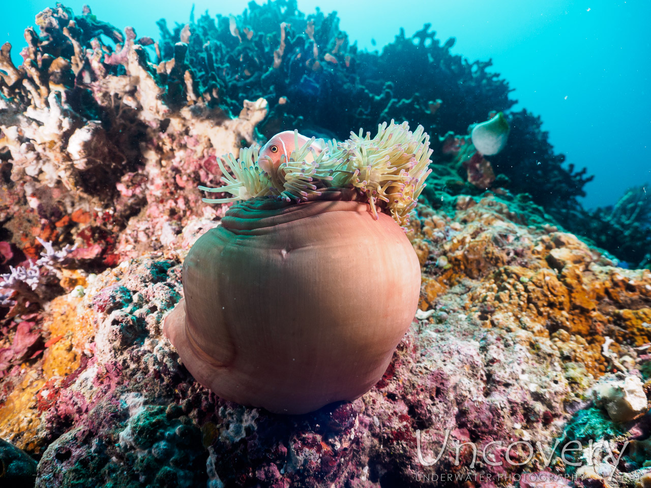 Pink Anemonefish (amphiprion Perideraion), photo taken in Indonesia, Bali, Tulamben, Batu Kelebit