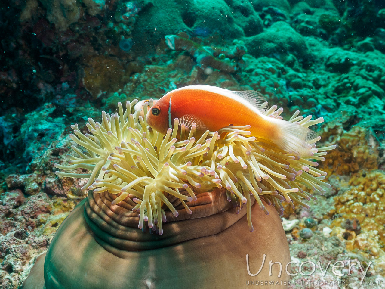 Pink Anemonefish (amphiprion Perideraion), photo taken in Indonesia, Bali, Tulamben, Batu Kelebit