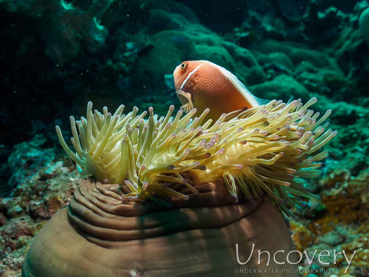 Pink Anemonefish (amphiprion Perideraion), photo taken in Indonesia, Bali, Tulamben, Batu Kelebit