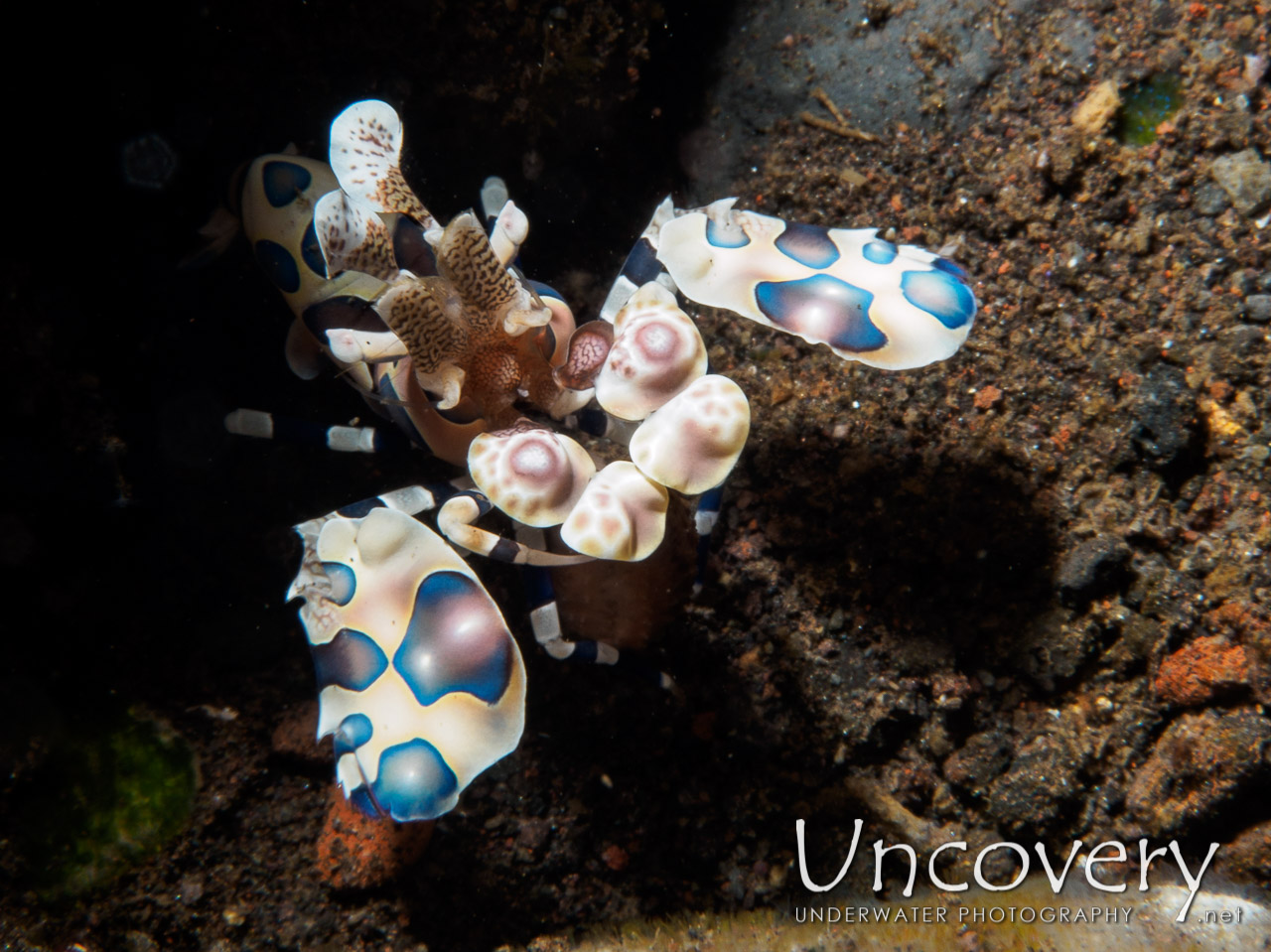 Harlequin Shrimp (hymenocera Picta) shot in Indonesia|Bali|Tulamben|Seraya Secrets