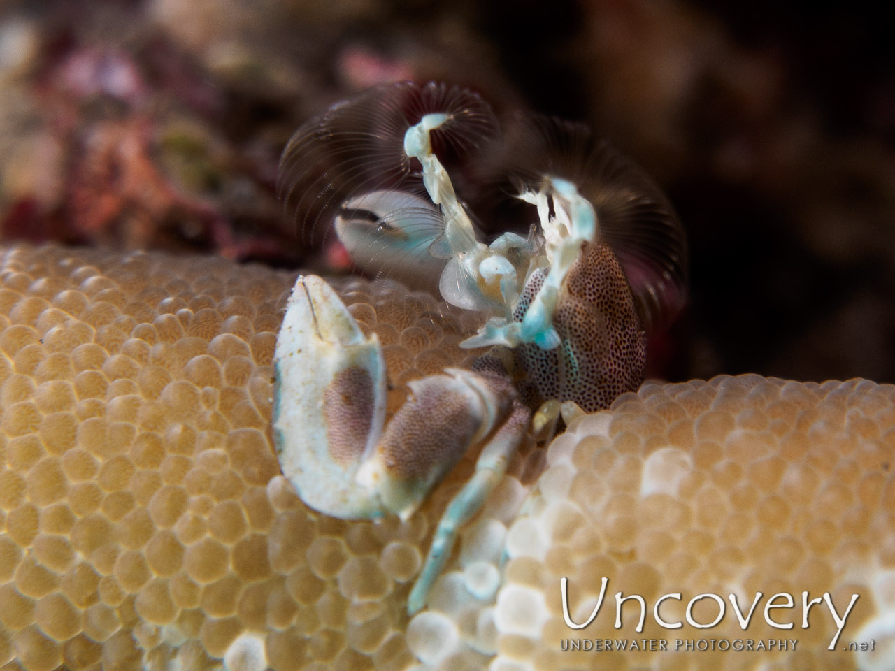 Spotted Porcelain Crab (neopetrolisthes Maculatus) shot in Indonesia|Bali|Tulamben|Batu Kelebit
