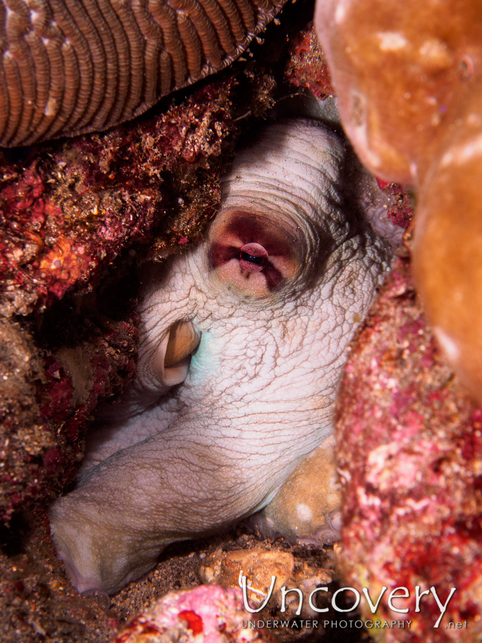 Octopus shot in Indonesia|Bali|Tulamben|Batu Kelebit