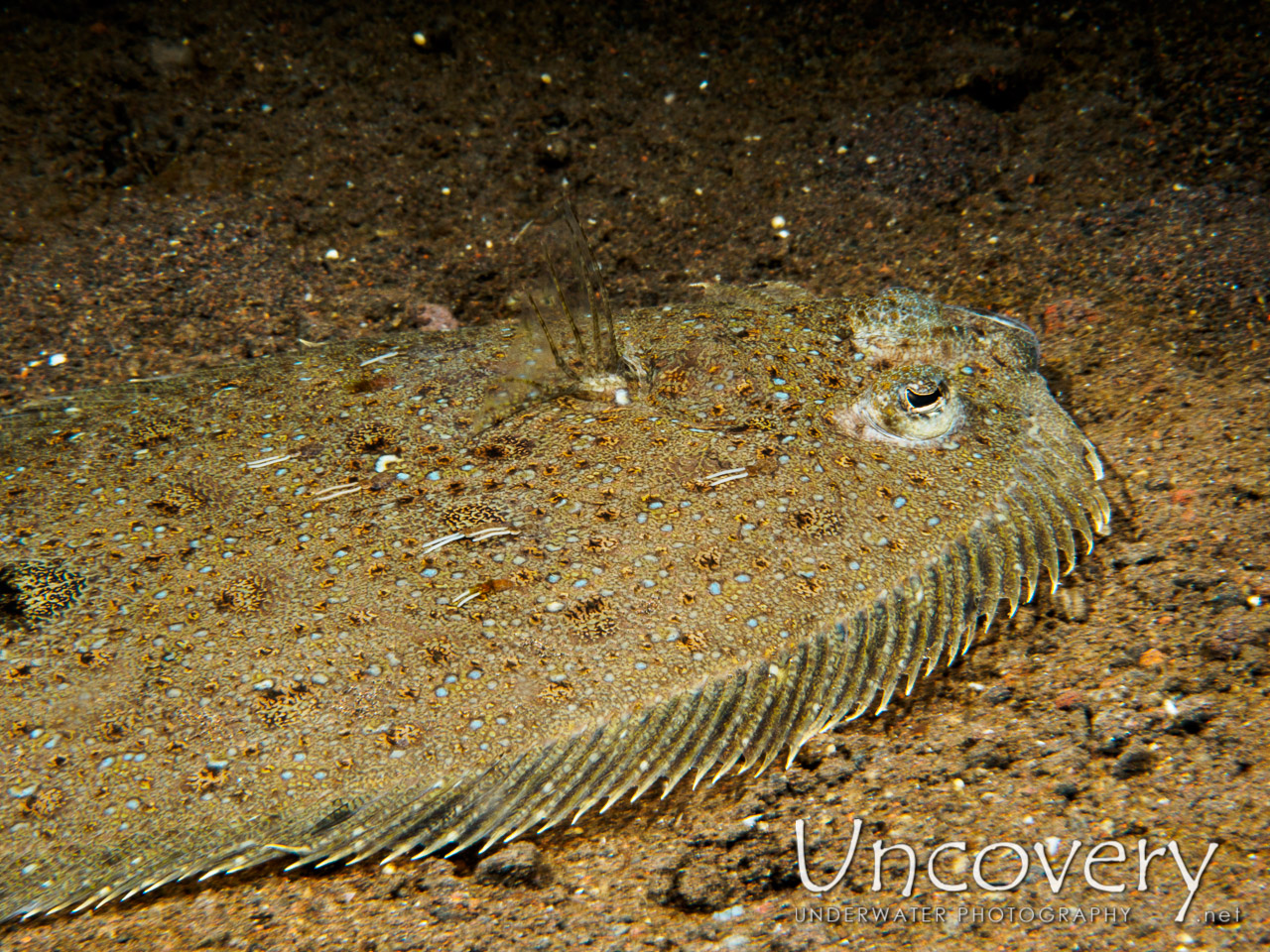 Flounder, photo taken in Indonesia, Bali, Tulamben, Seraya Secrets