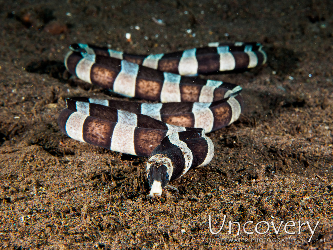 Banded Snake Eel (myrichthys Colubrinos), photo taken in Indonesia, Bali, Tulamben, Seraya Secrets