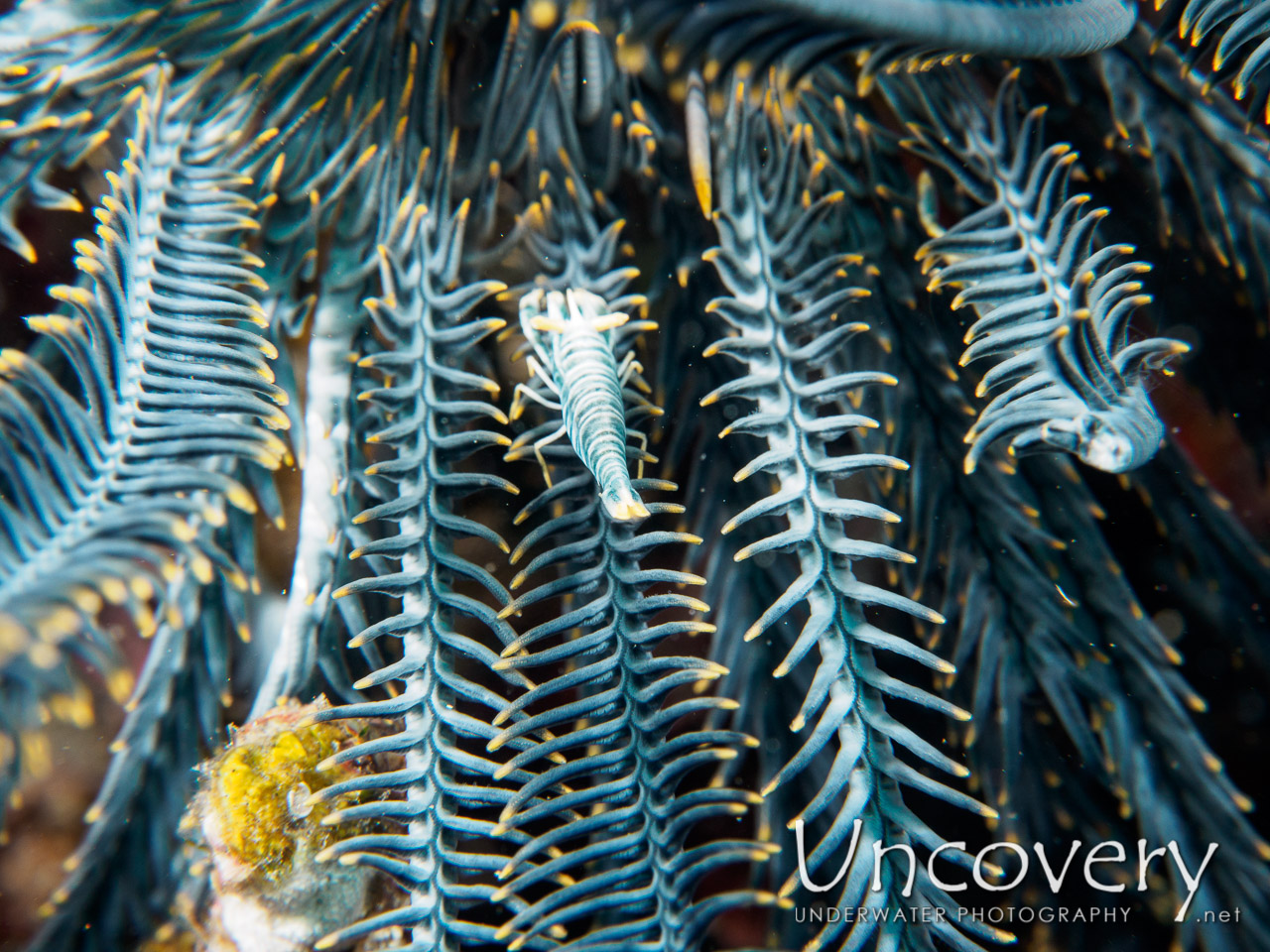 Ambon Crinoid Shrimp (laomenes Amboinensis) shot in Indonesia|Bali|Tulamben|Wreck Slope