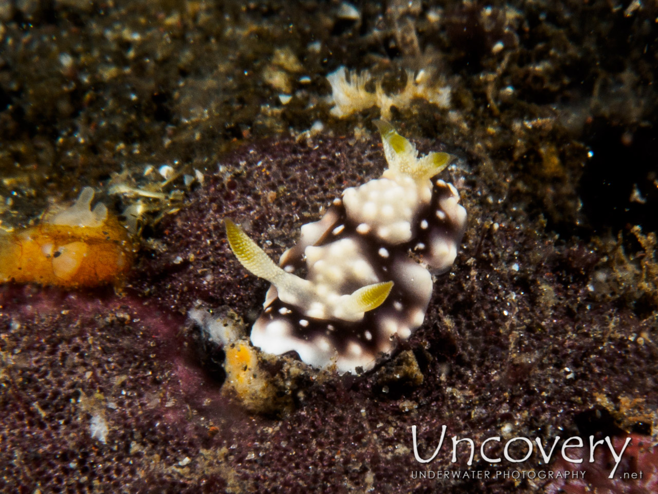 Nudibranch shot in Indonesia|Bali|Tulamben|Wreck Slope