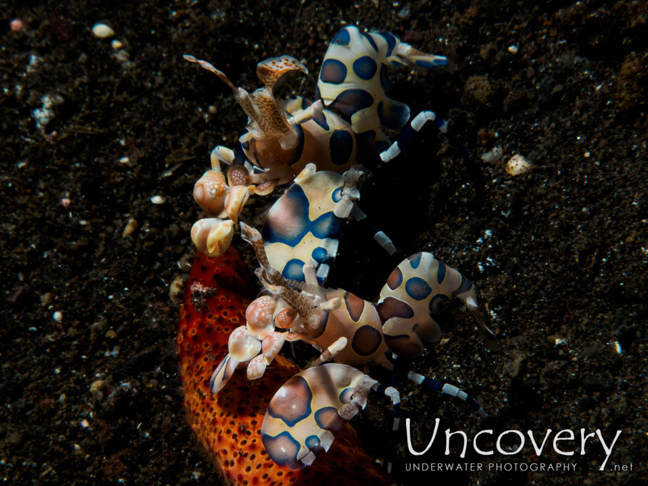 Harlequin Shrimp (hymenocera Picta) shot in Indonesia|Bali|Tulamben|Wreck Slope