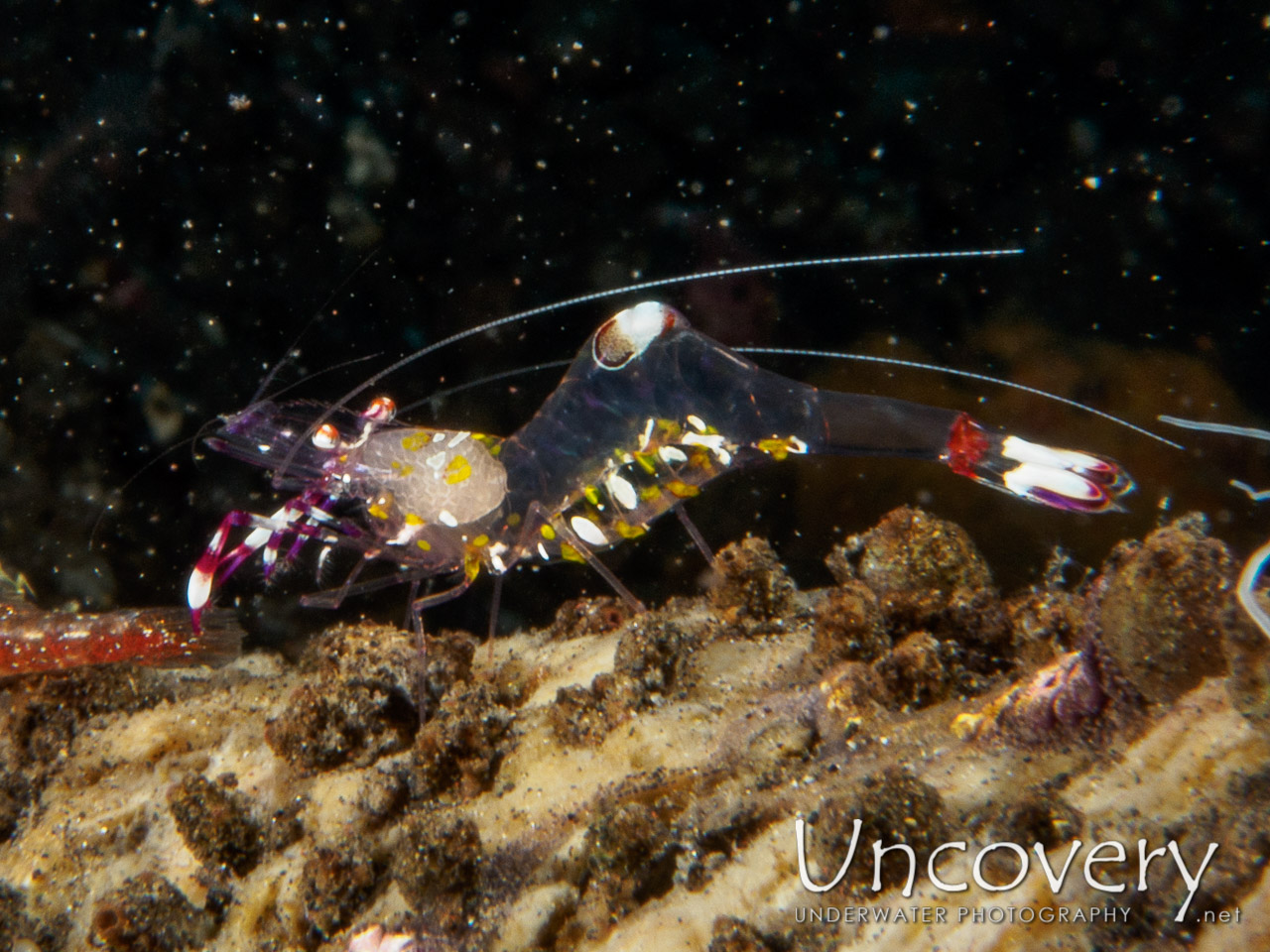 Commensal Shrimp shot in Indonesia|Bali|Tulamben|Wreck Slope