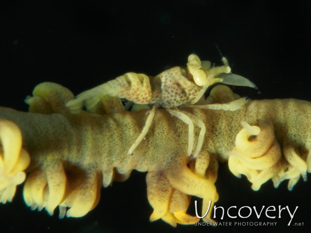 Anker's Whip Coral Shrimp (pontonides Ankeri) shot in Indonesia|Bali|Tulamben|Wreck Slope