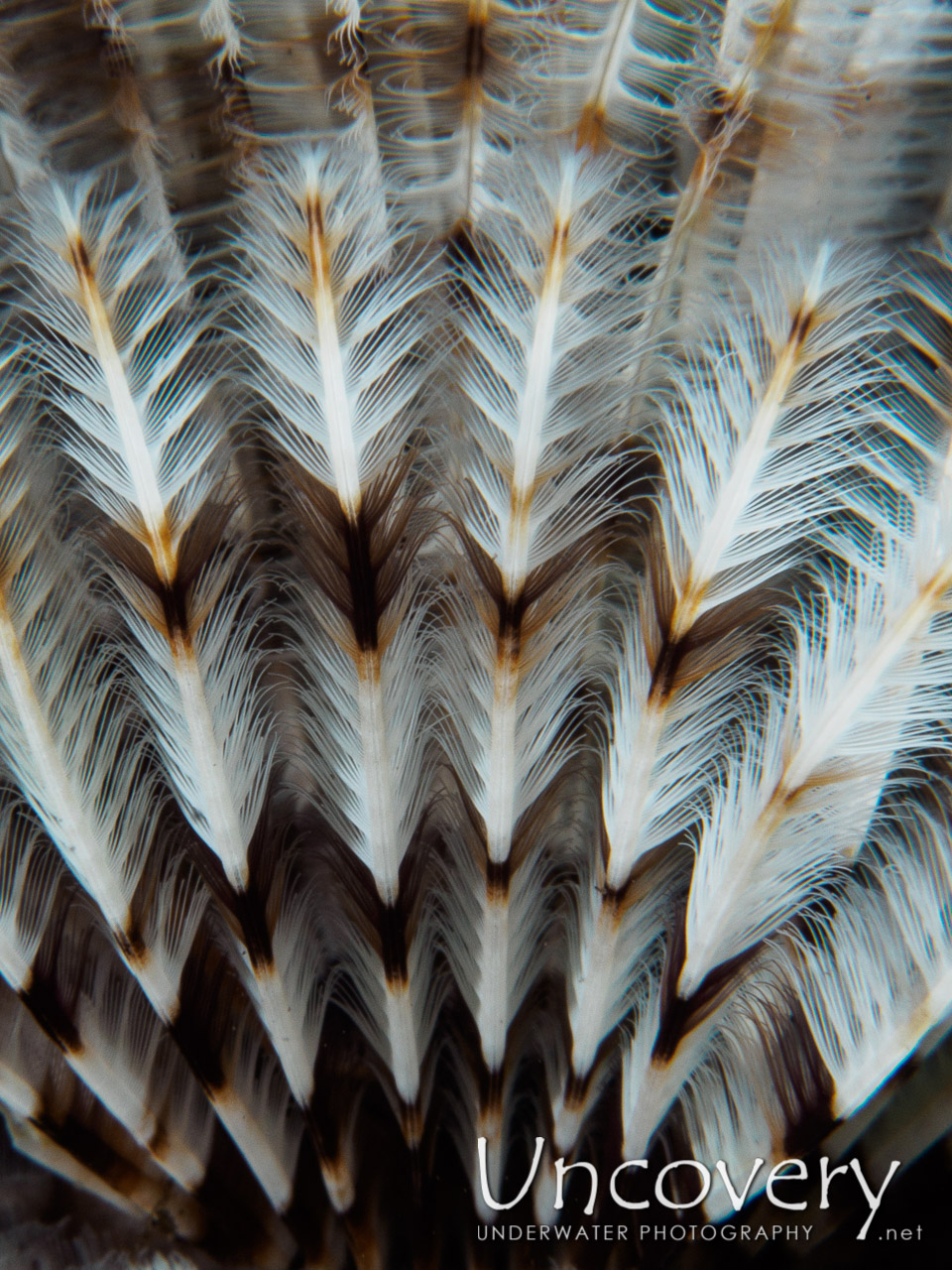 Indian Feather Duster Worm (sabellastarte Spectabilis), photo taken in Indonesia, Bali, Tulamben, River
