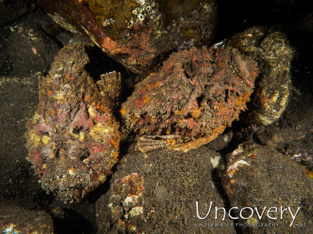 Reef Stonefish (synanceia Verrucosa), photo taken in Indonesia, Bali, Tulamben, River