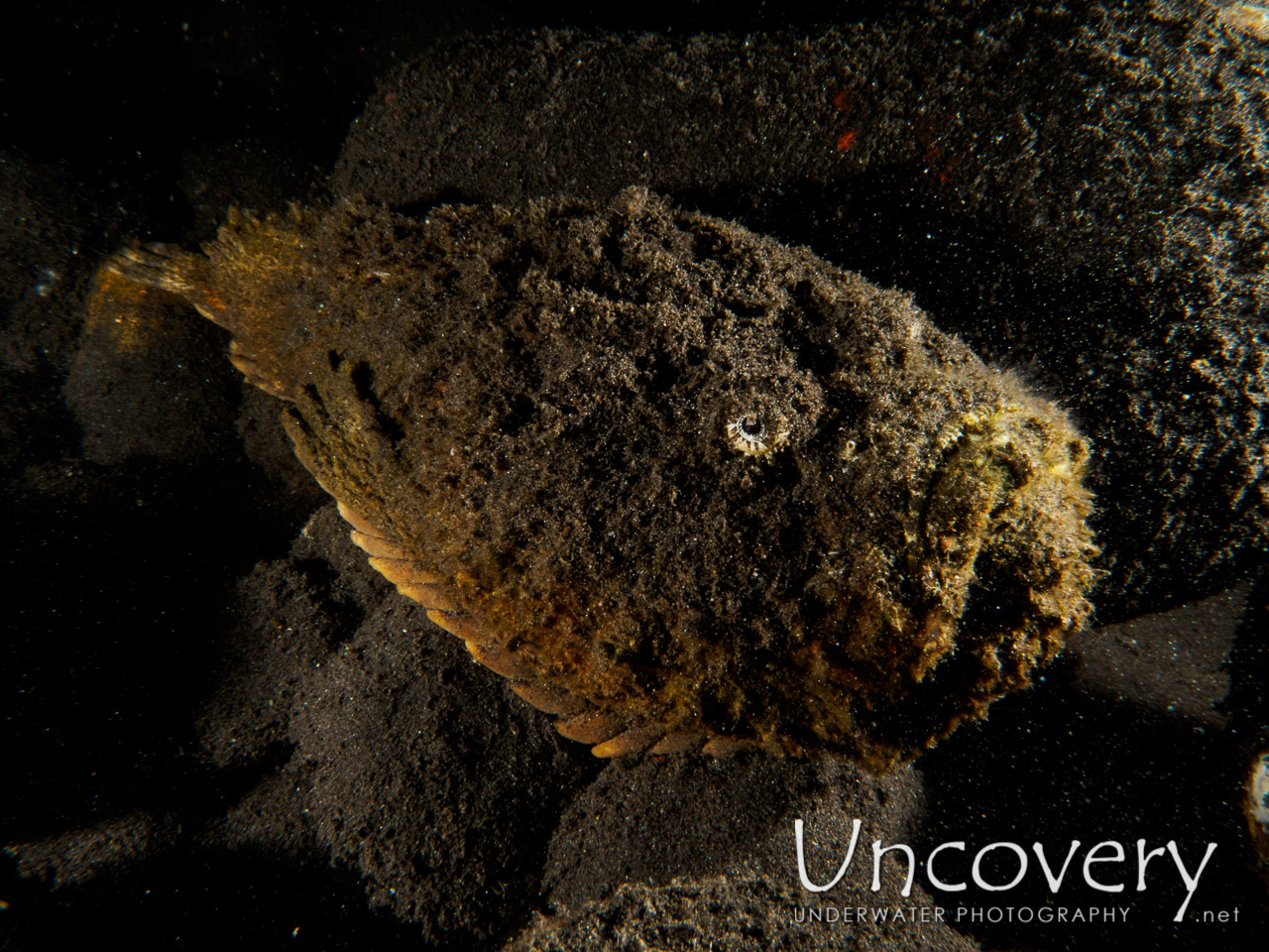 Reef Stonefish (synanceia Verrucosa), photo taken in Indonesia, Bali, Tulamben, River