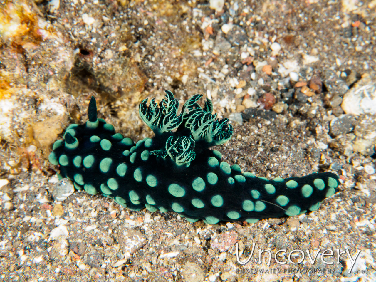 Nudibranch, photo taken in Indonesia, Bali, Tulamben, Sidem