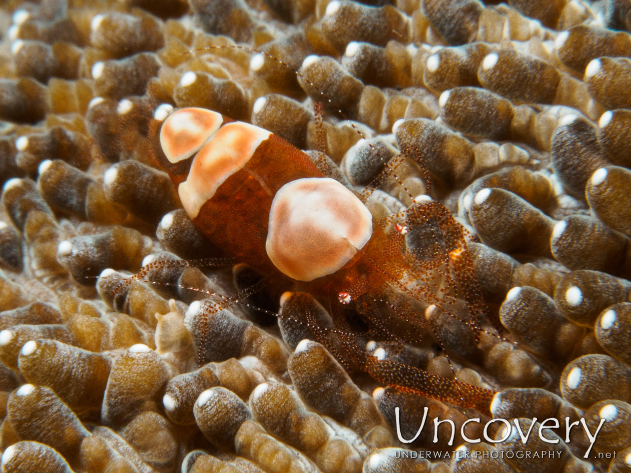 Eggshell Shrimp (hamopontonia Corallicola) shot in Indonesia|Bali|Tulamben|Sidem