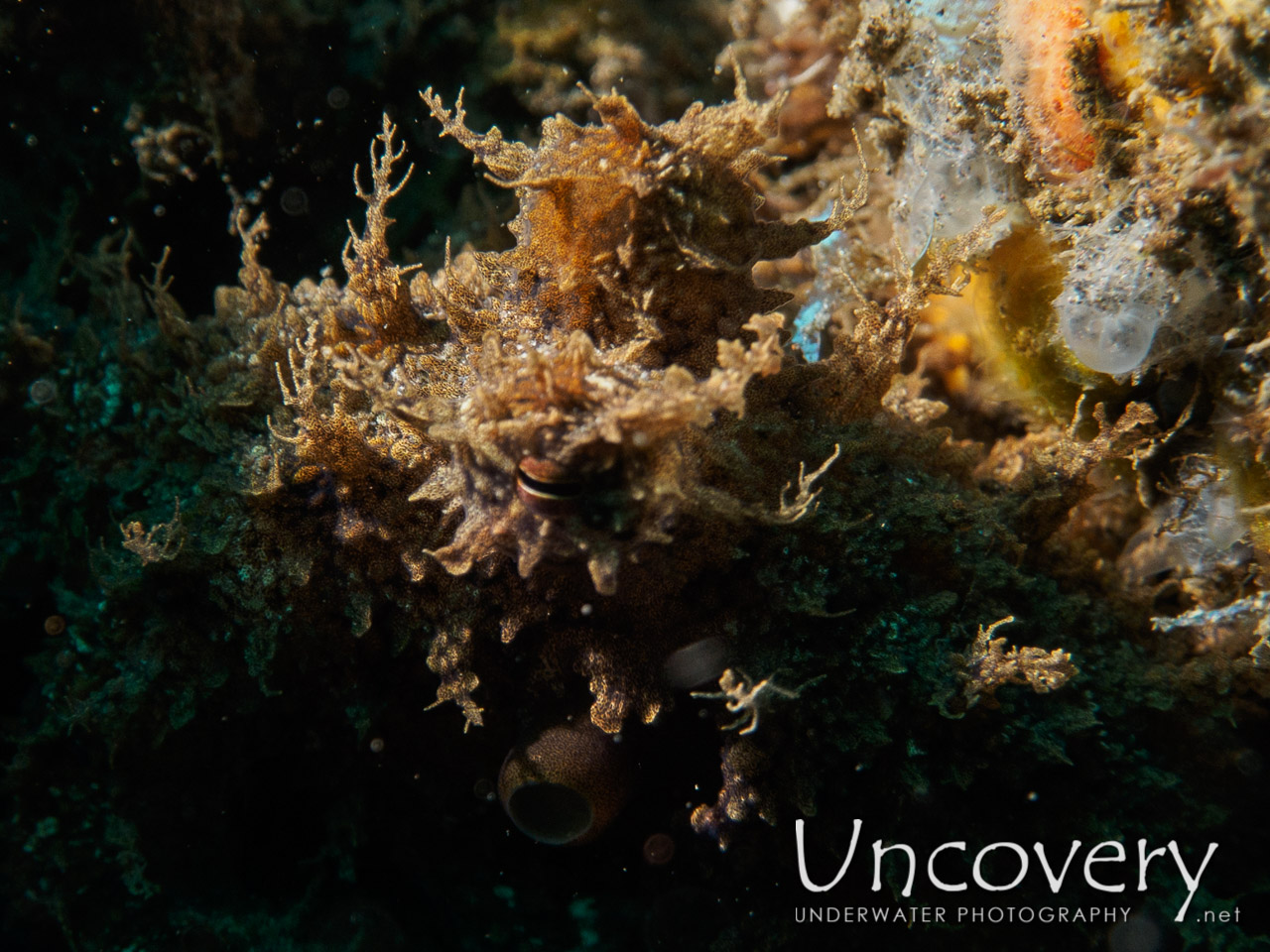 Algae Octopus (abdopus Aculeatus), photo taken in Indonesia, Bali, Tulamben, Batu Niti Slope