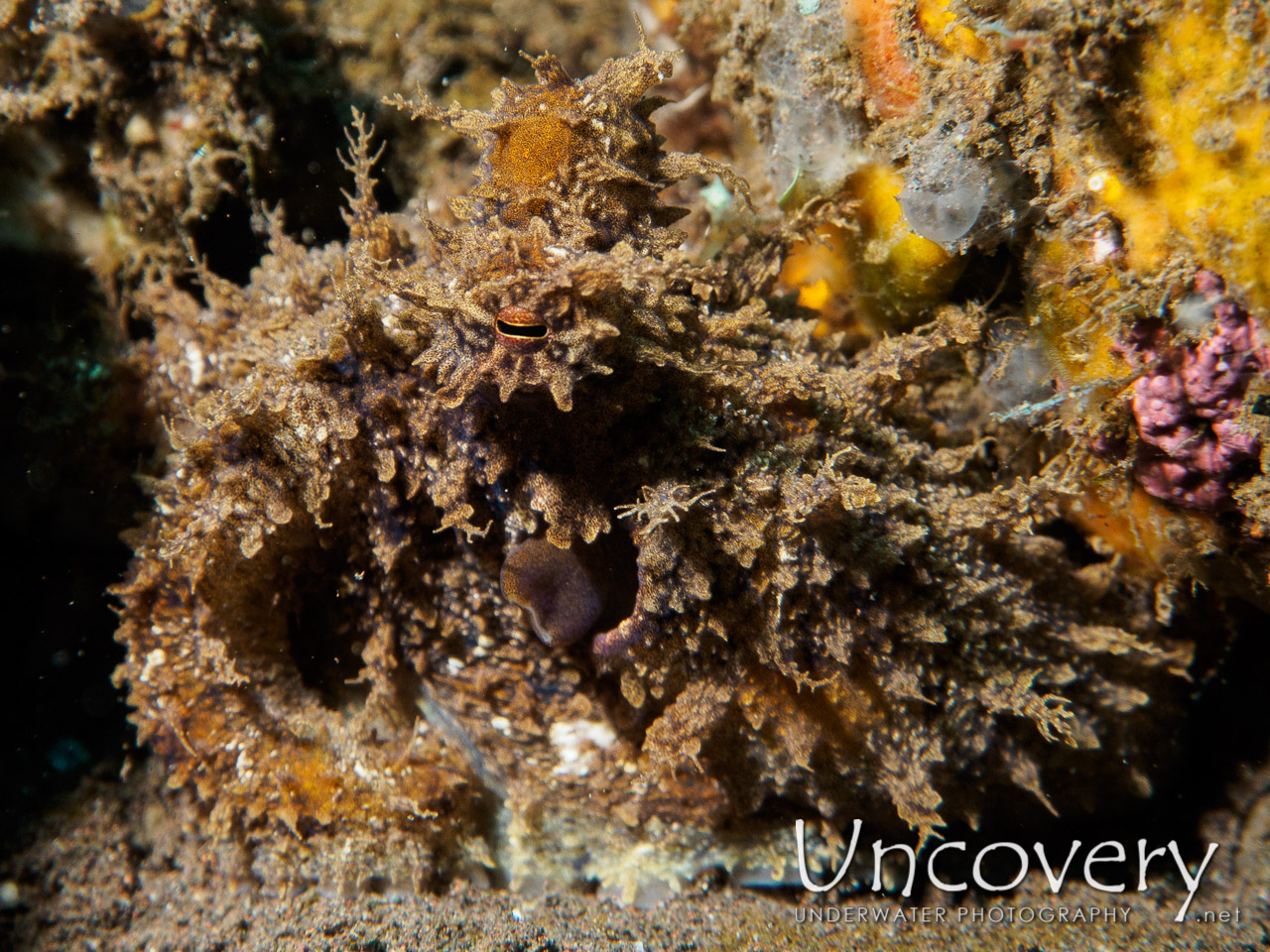 Algae Octopus (abdopus Aculeatus), photo taken in Indonesia, Bali, Tulamben, Batu Niti Slope