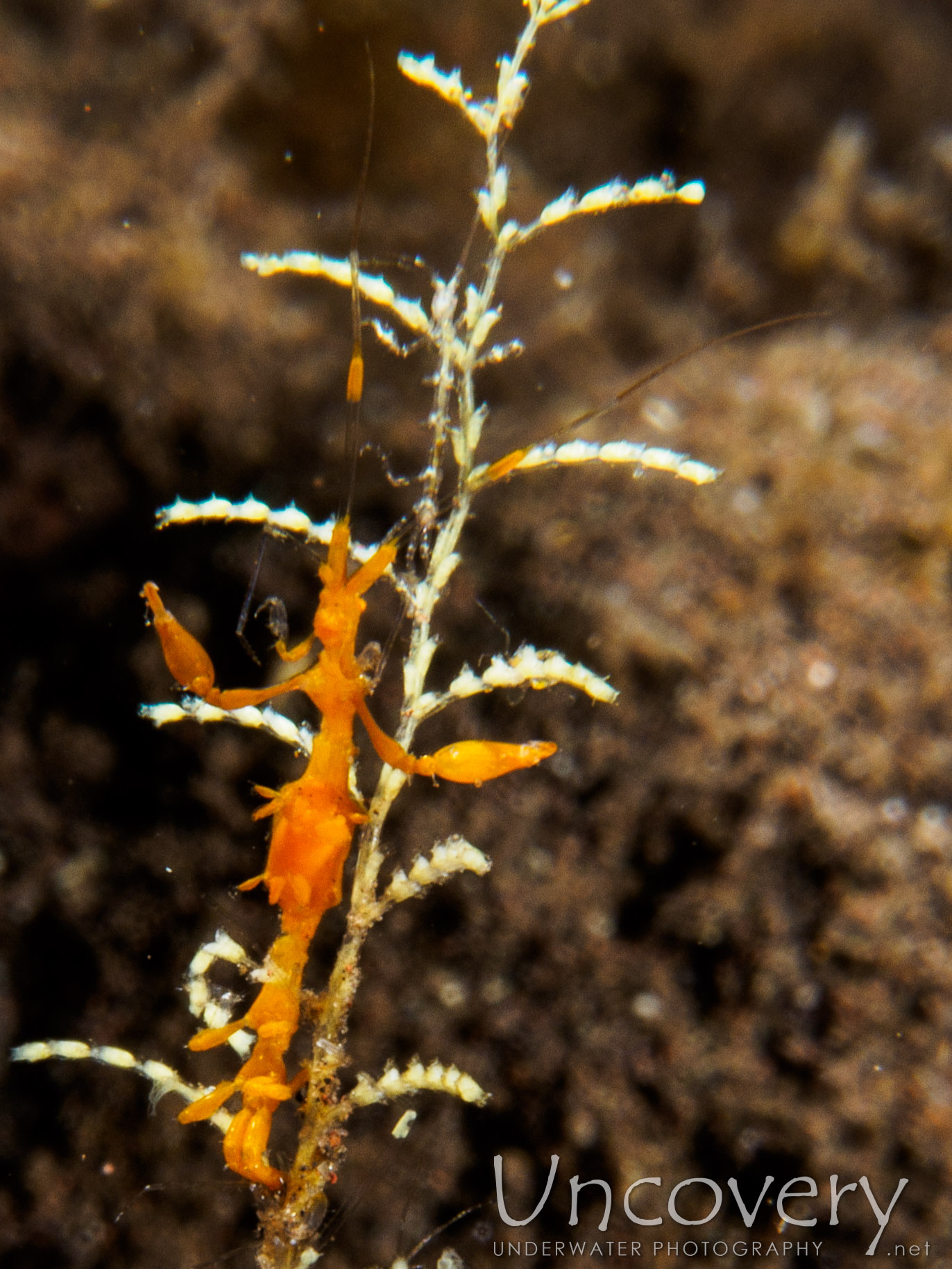 Skeleton Shrimp (caprellidae), photo taken in Indonesia, Bali, Tulamben, Tukad Linggah