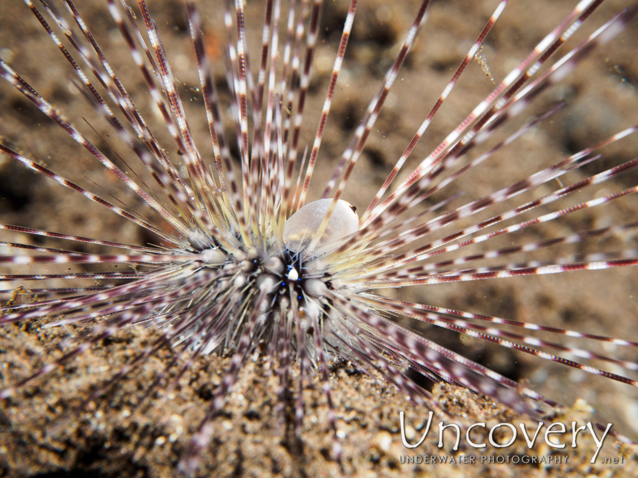 Sea Urchin, photo taken in Indonesia, Bali, Tulamben, Seraya Secrets