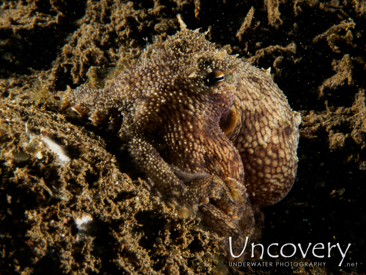 Coconut Octopus (amphioctopus Marginatus), photo taken in Indonesia, Bali, Tulamben, Segara