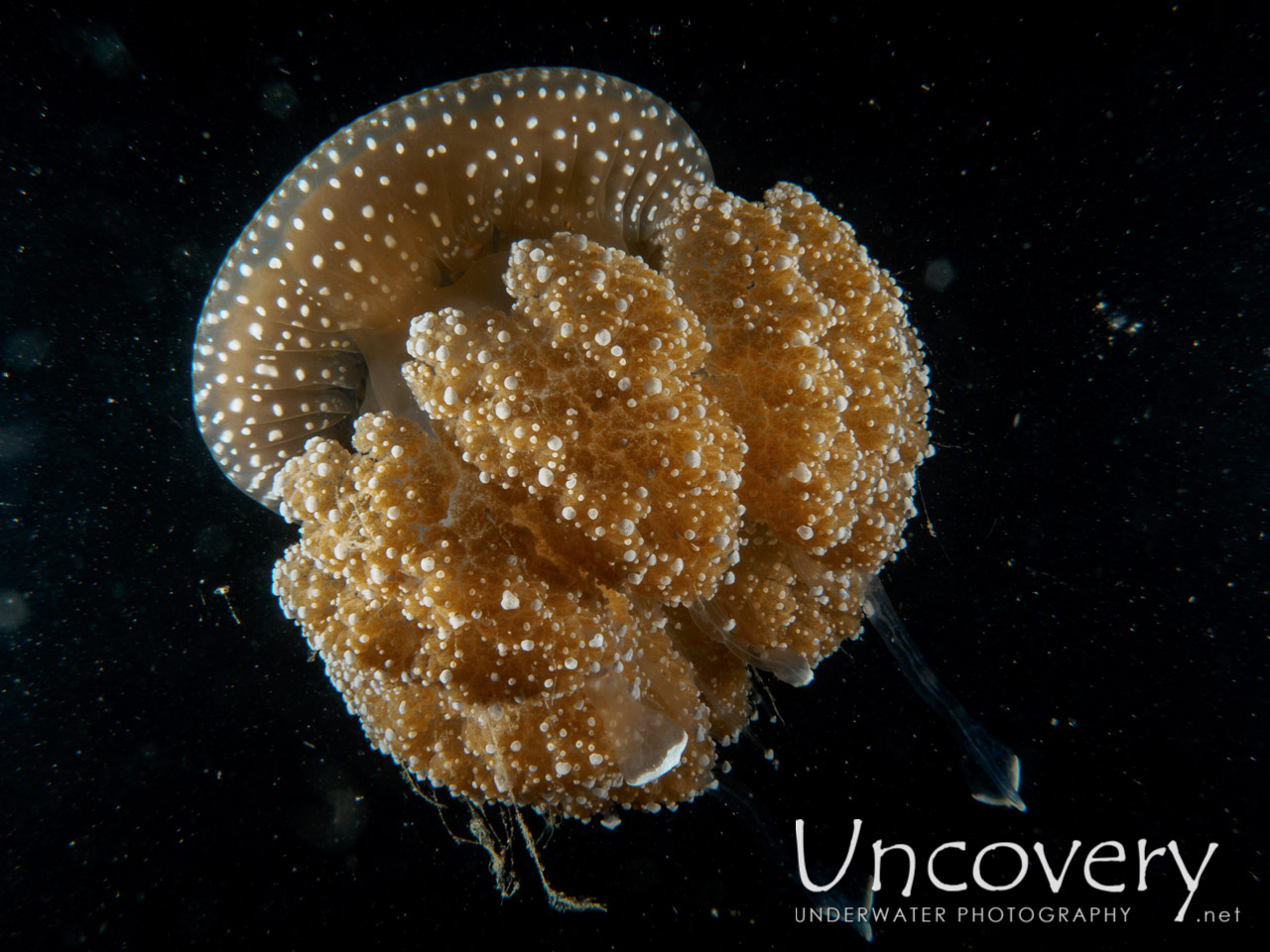 Jellyfish, photo taken in Indonesia, Bali, Tulamben, Big Tree