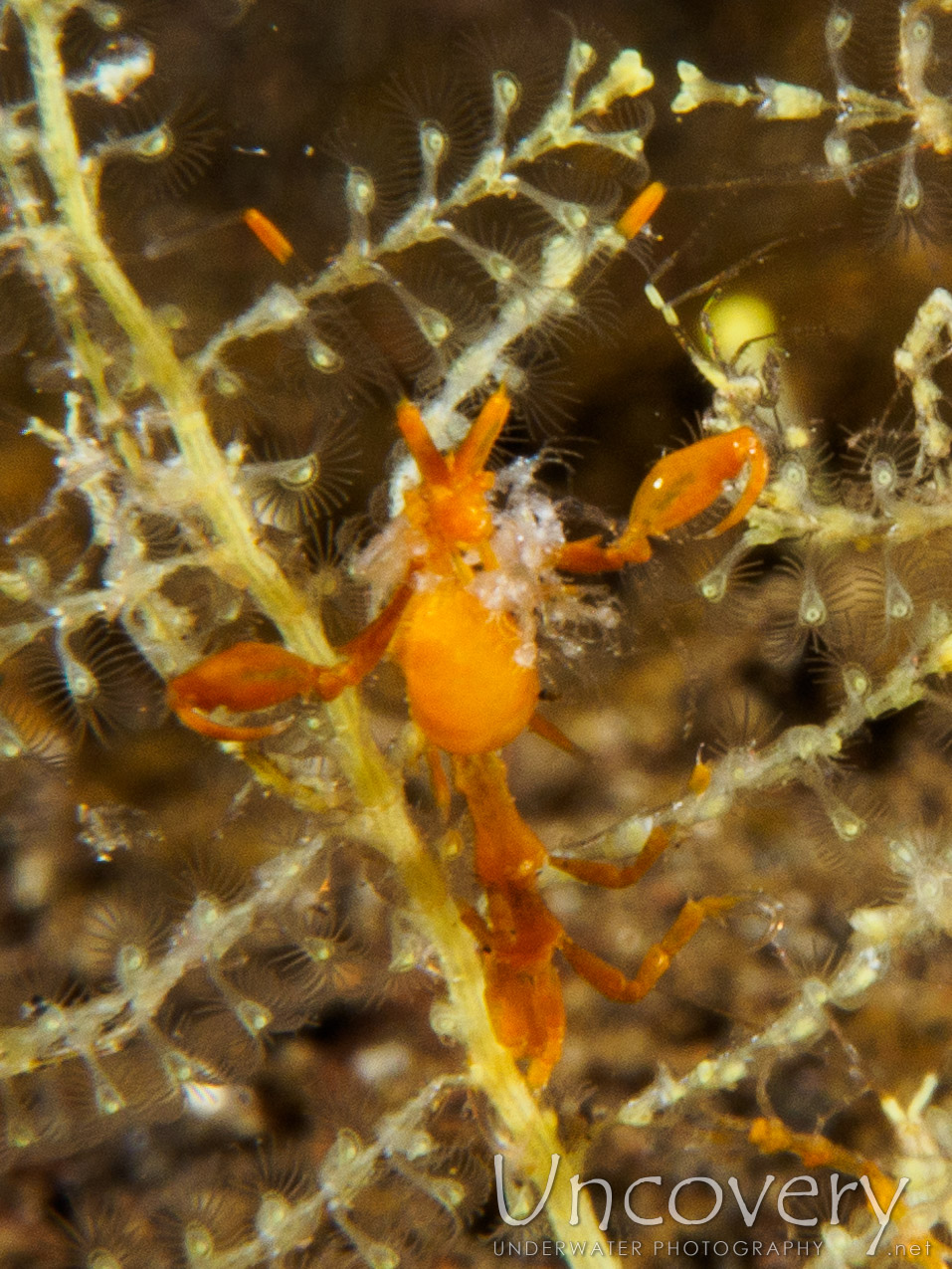 Skeleton Shrimp (caprellidae), photo taken in Indonesia, Bali, Tulamben, Big Tree