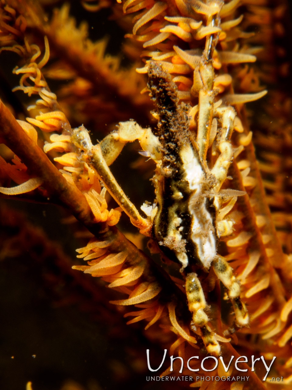 Conical Spider Crab (xenocarcinus Conicus), photo taken in Indonesia, Bali, Tulamben, Big Tree