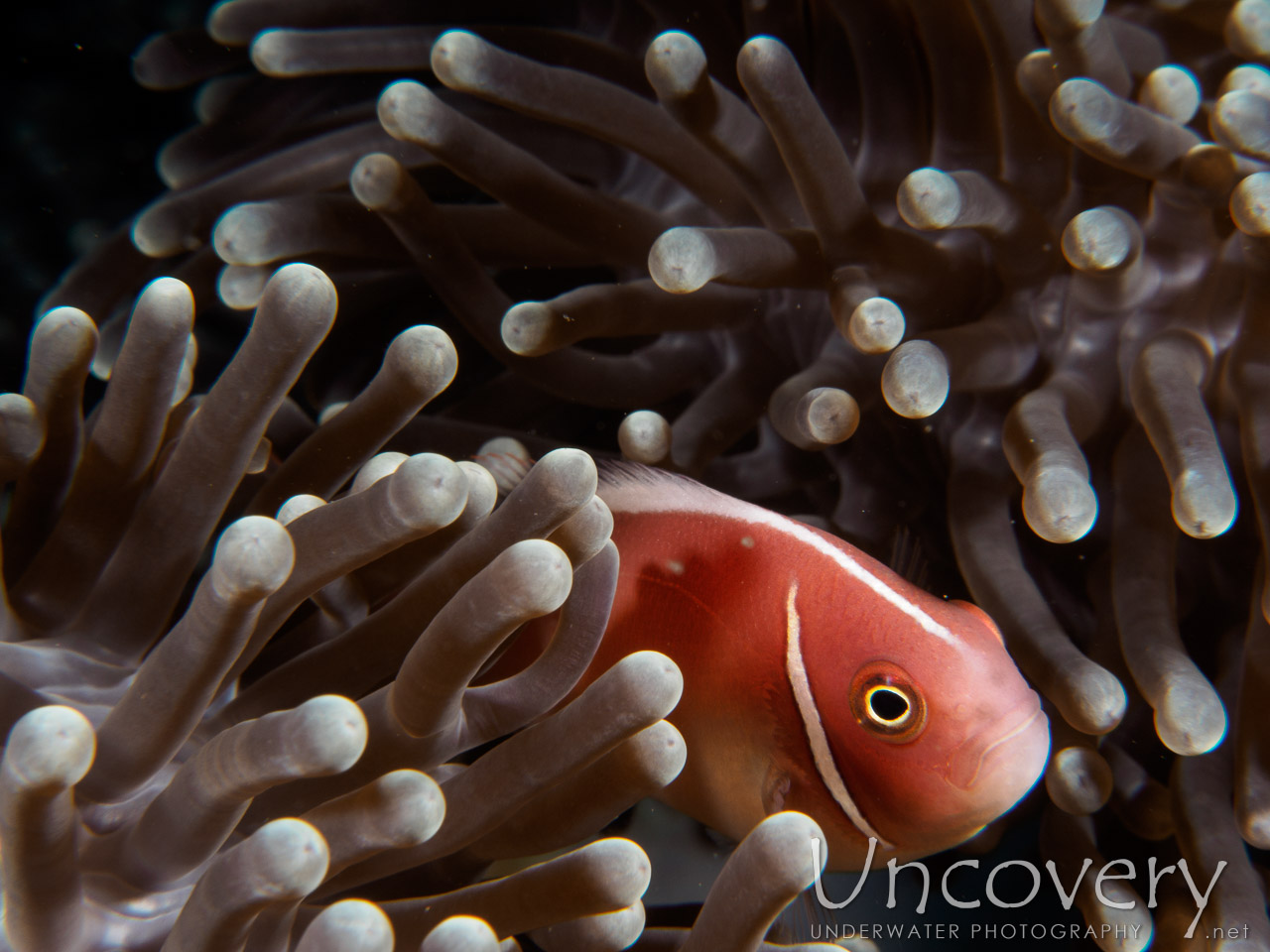 Pink Anemonefish (amphiprion Perideraion), photo taken in Indonesia, Bali, Tulamben, Coral Garden