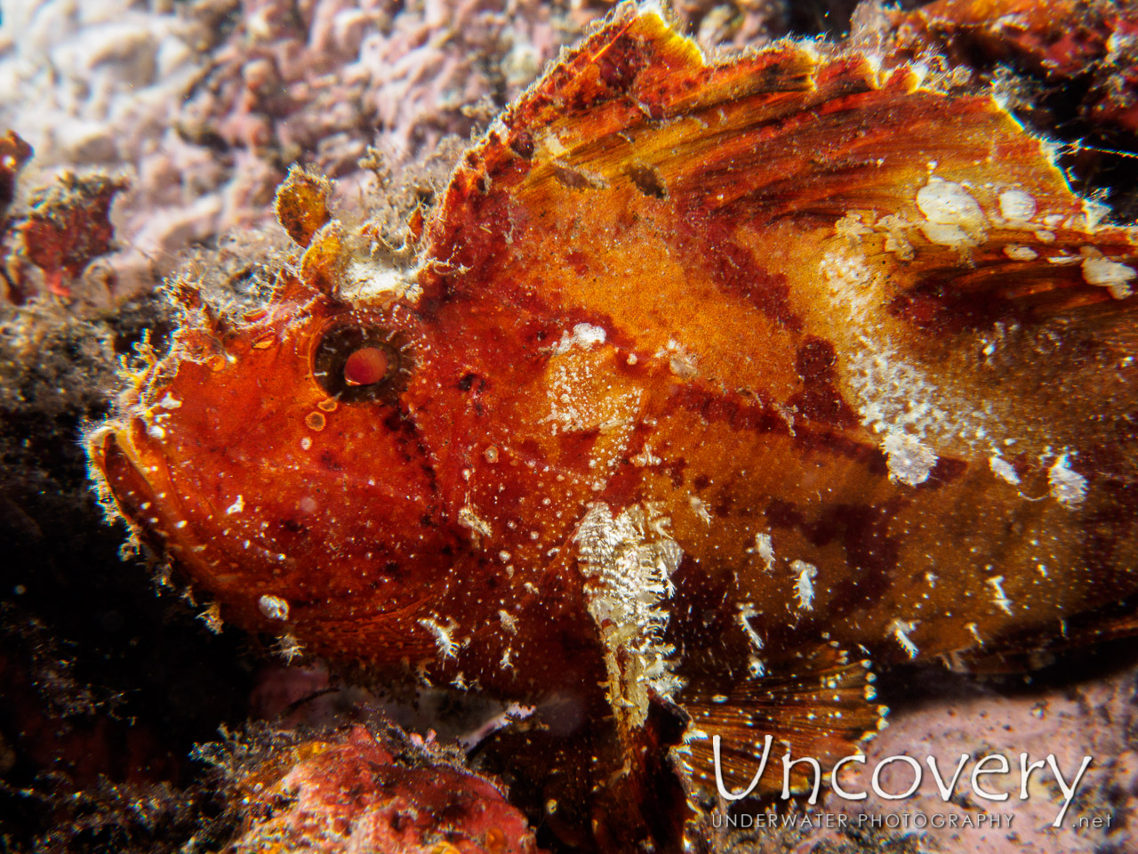 Leaf Scorpionfish (taenianotus Triacanthus) shot in Indonesia|Bali|Tulamben|Coral Garden