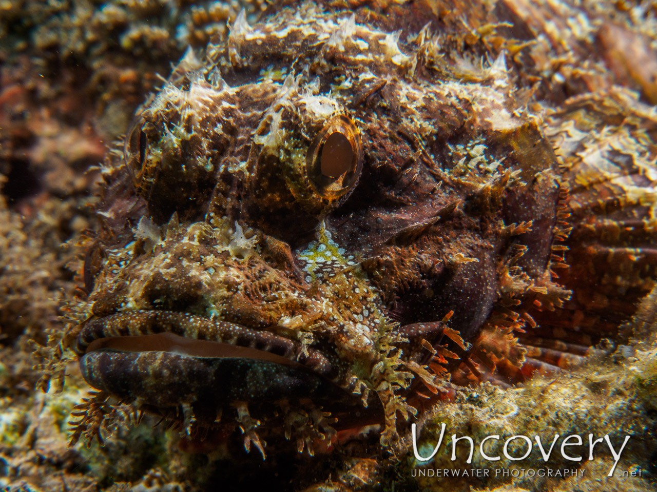 Scorpionfish shot in Indonesia|Bali|Tulamben|Coral Garden