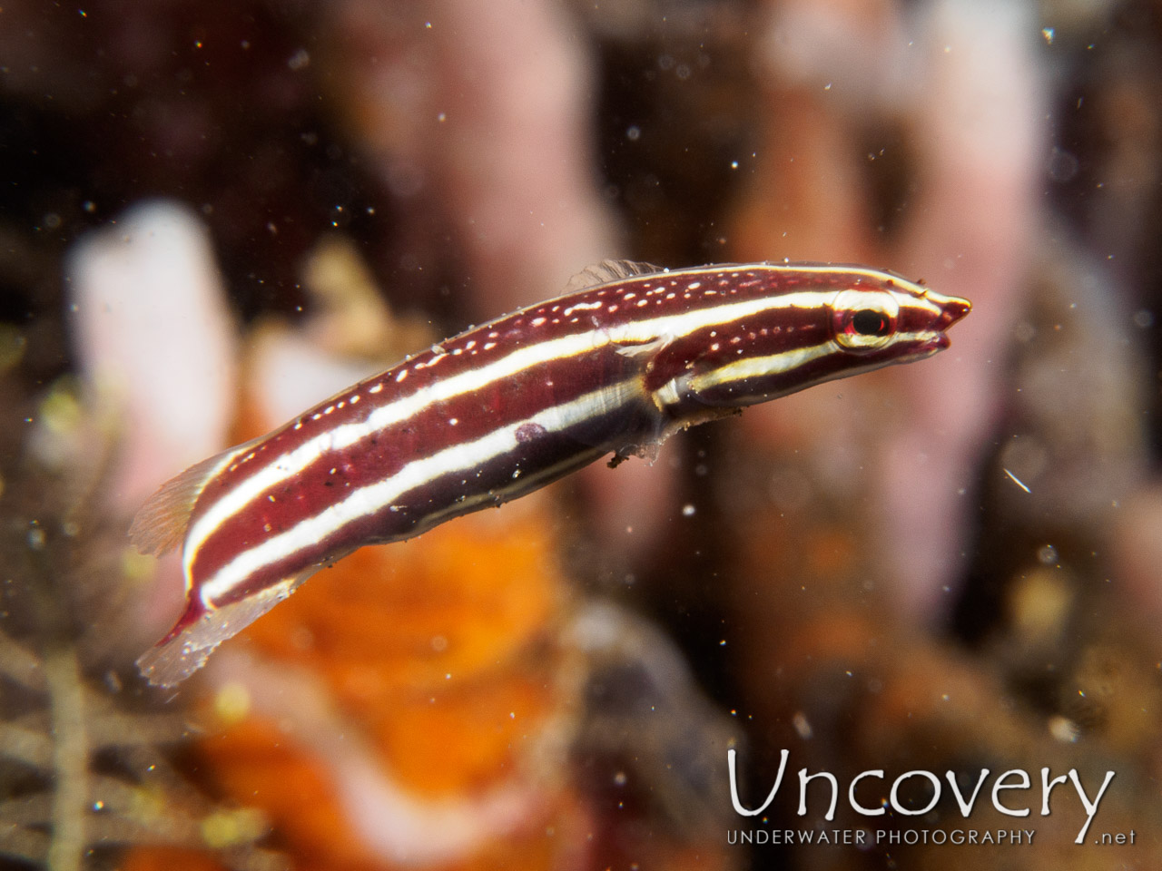 Twoline Clingfish (lepadichthys Lineatus), photo taken in Indonesia, Bali, Tulamben, Sidem