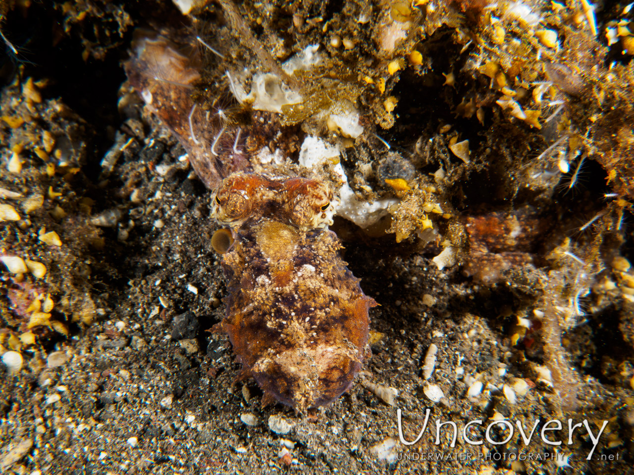 Algae Octopus (abdopus Aculeatus), photo taken in Indonesia, Bali, Tulamben, Sidem