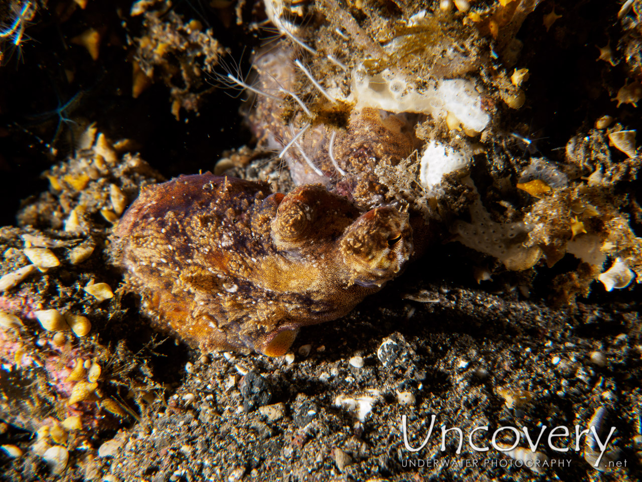 Algae Octopus (abdopus Aculeatus), photo taken in Indonesia, Bali, Tulamben, Sidem