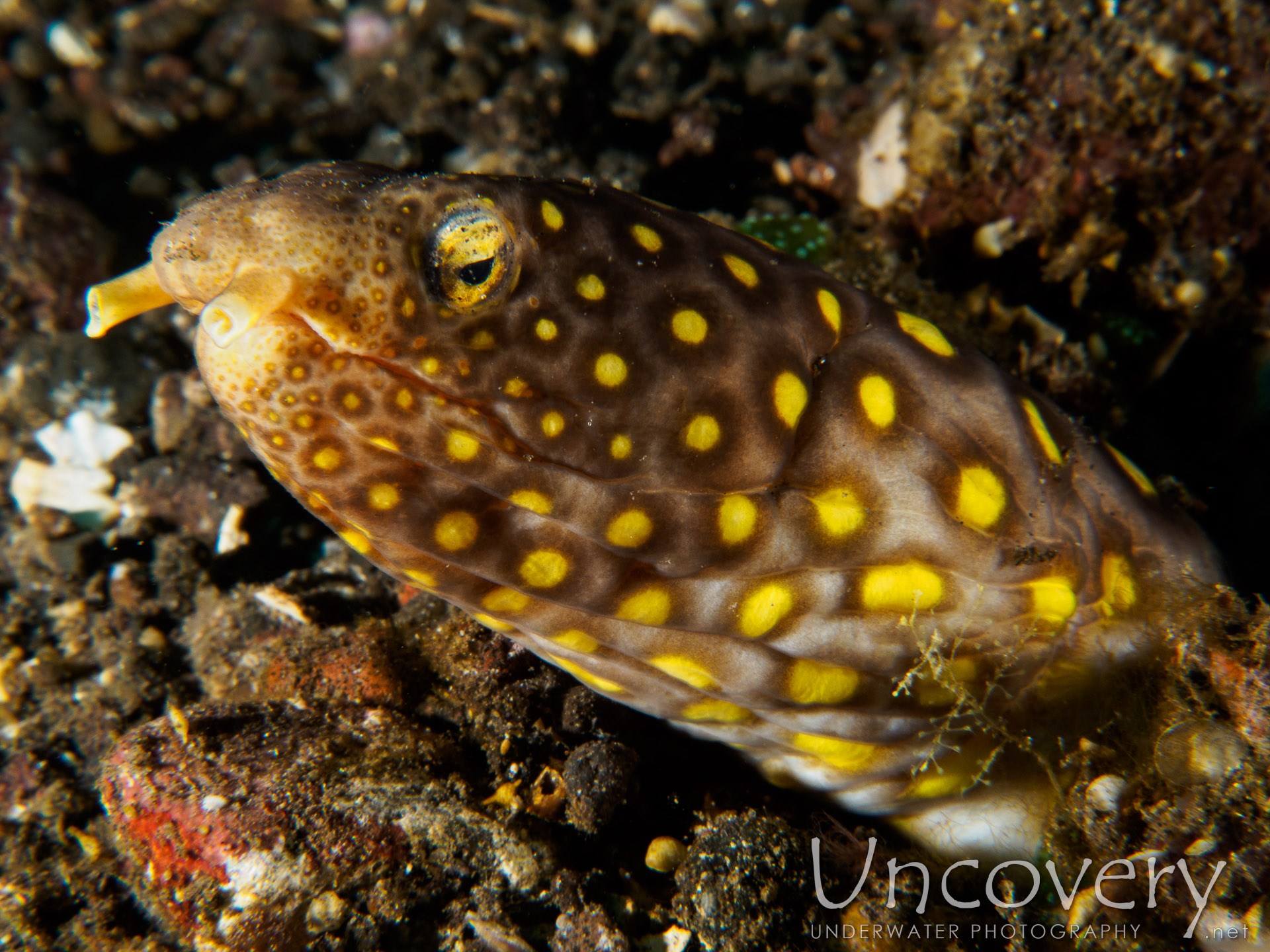 Many-eyed Snake-eel (ophichthus Polyophthalmus), photo taken in Indonesia, Bali, Tulamben, Sidem