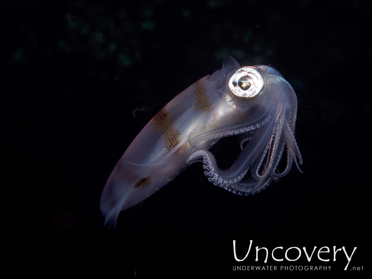 Broadfin Squid (sepioteuthis Lessoniana), photo taken in Indonesia, Bali, Tulamben, Sidem