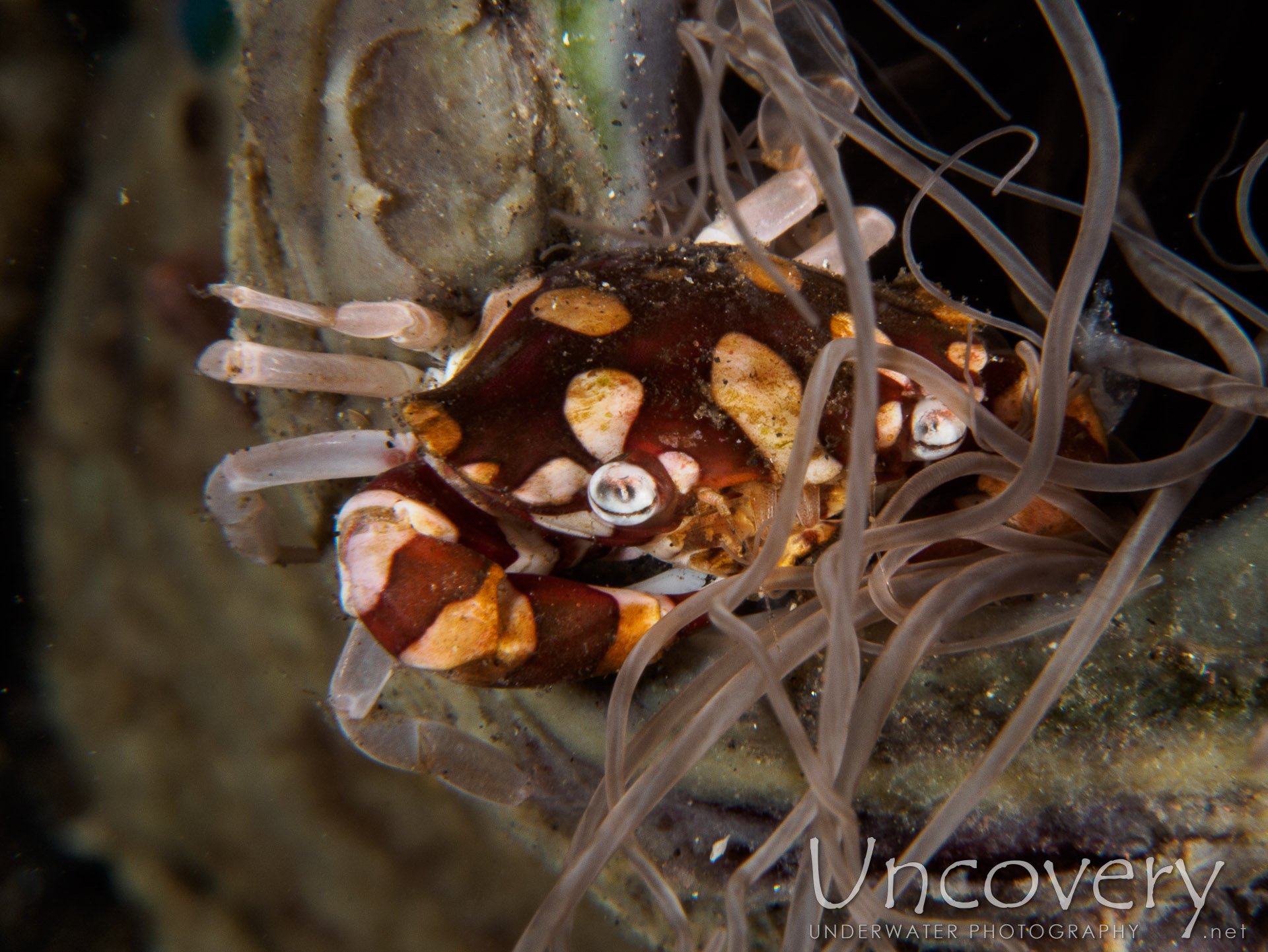 Harlequin Swimmer Crab (lissocarcinus Laevis), photo taken in Indonesia, Bali, Tulamben, Sidem